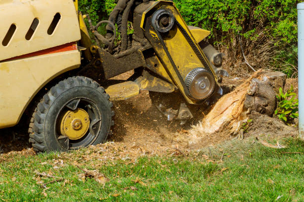 Best Tree Disease Treatment  in Mount Kisco, NY